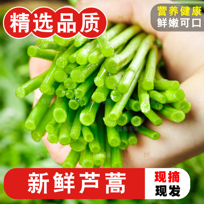 木底上的江西藜蒿