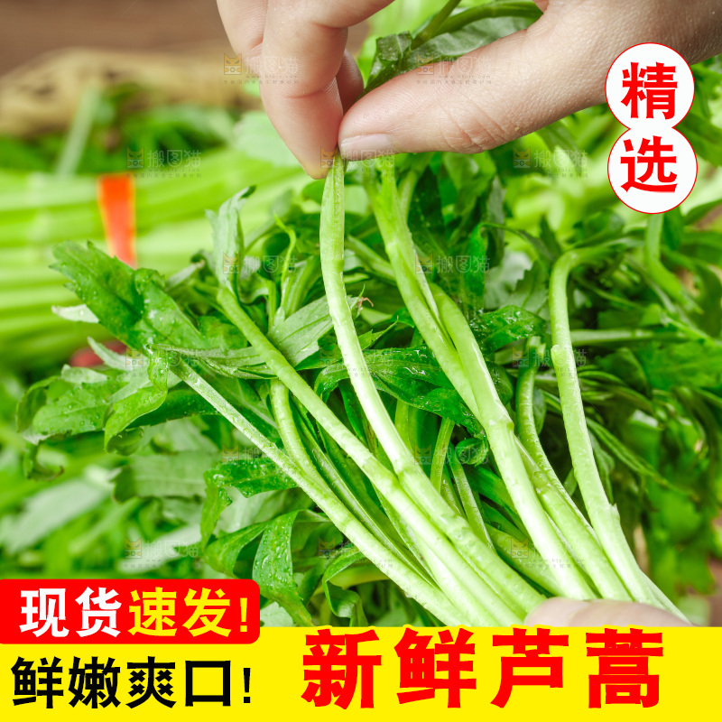 木底上的江西藜蒿