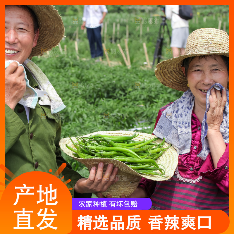 手里拿着现摘线椒