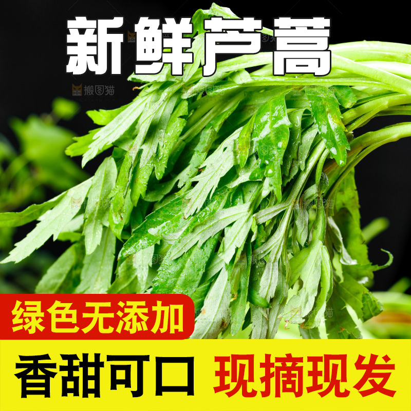 木底上的江西藜蒿