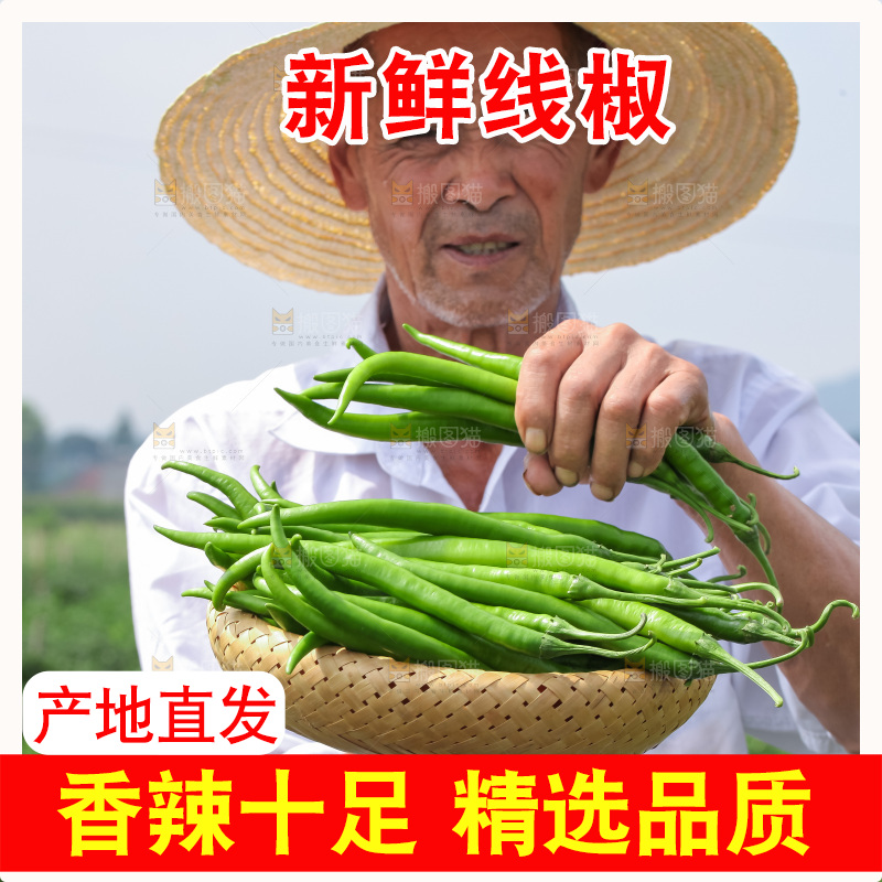 手里拿着现摘线椒