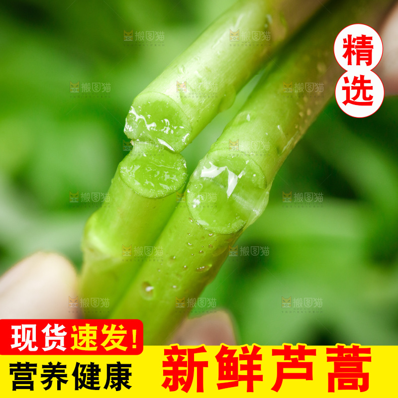 木底上的江西藜蒿