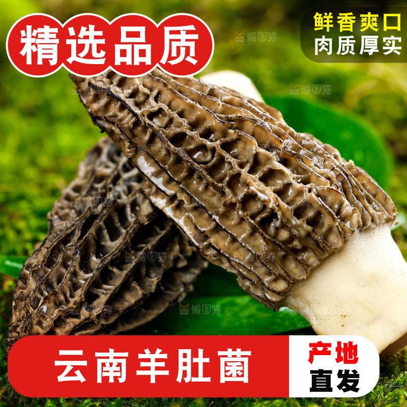 深底上的羊肚菌
