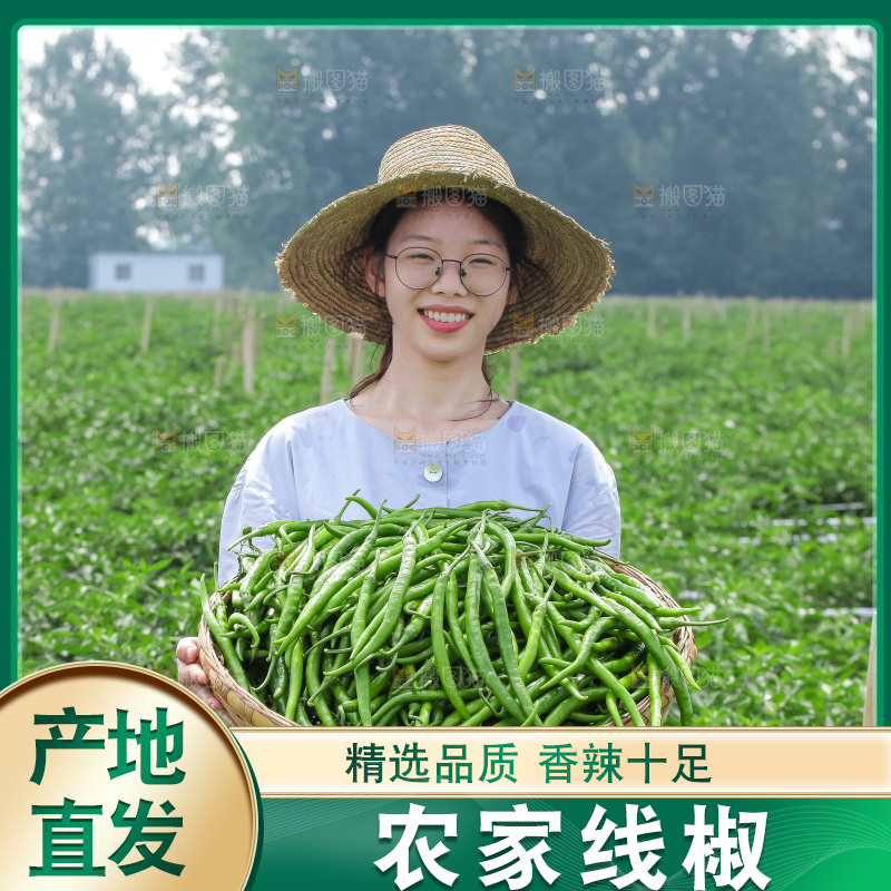 手里拿着现摘线椒