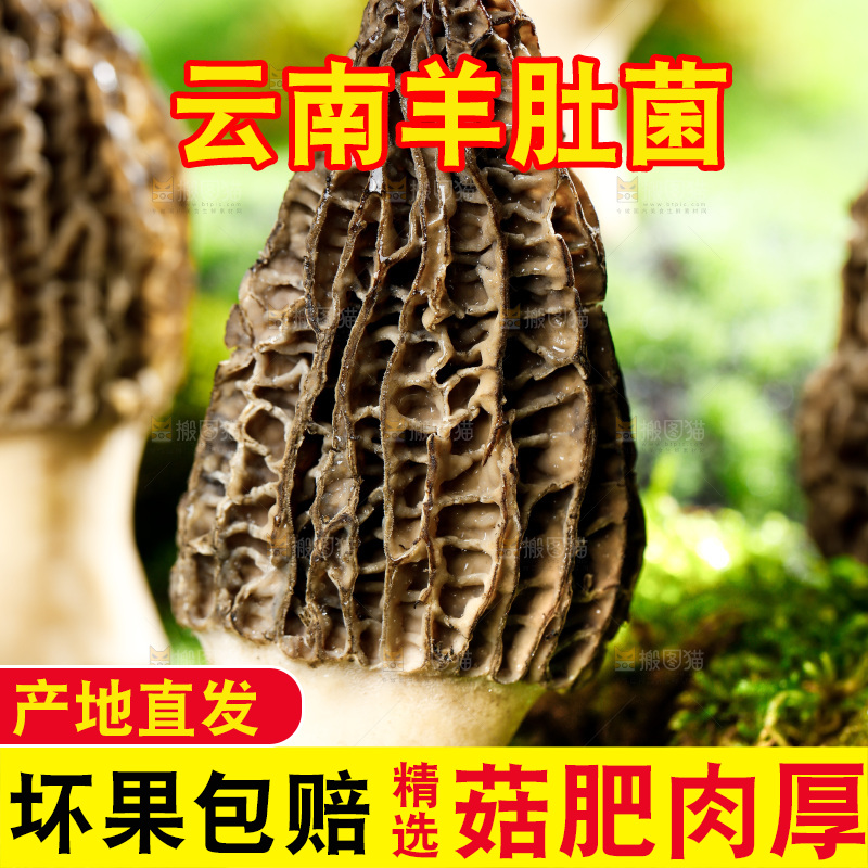 草地上的羊肚菇