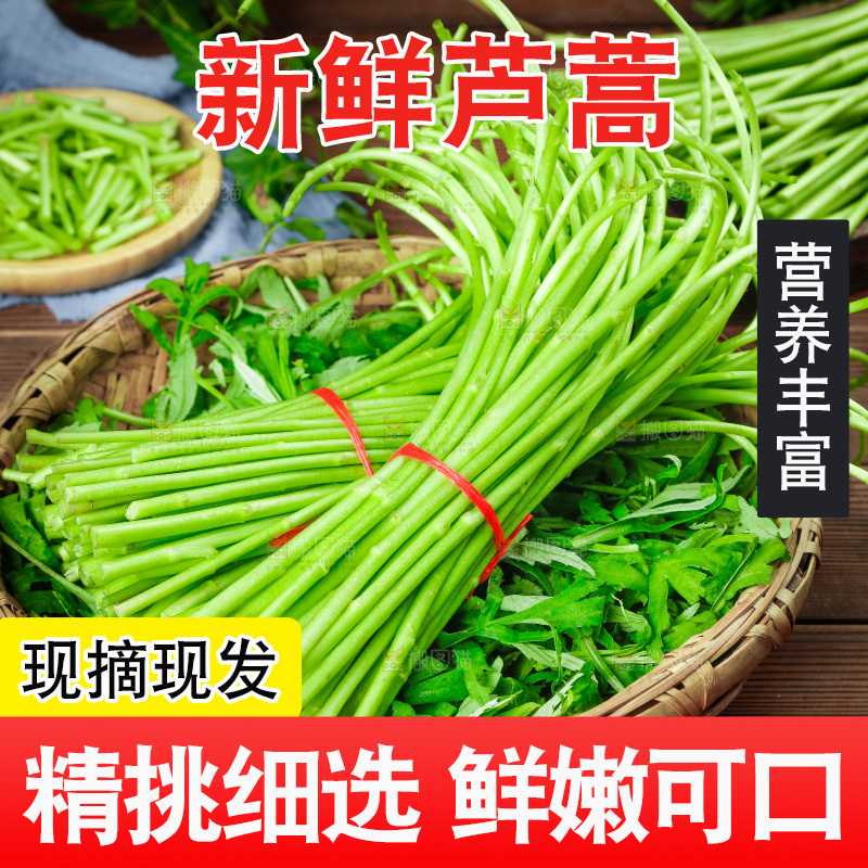 木底上的江西藜蒿