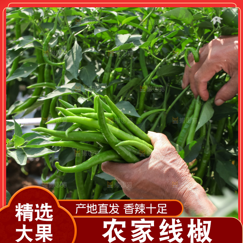 地里现摘的线椒