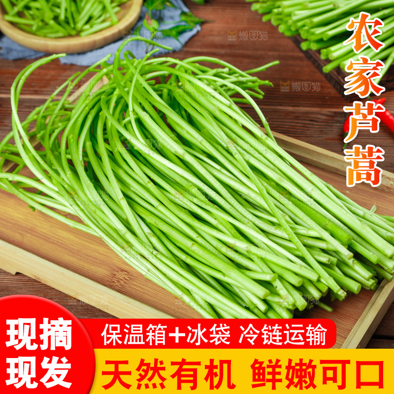 木底上的江西藜蒿