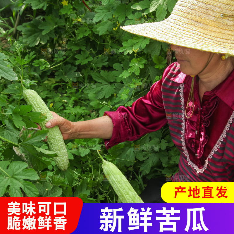 手里拿着新鲜苦瓜