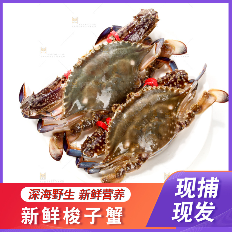 白底上的梭子蟹