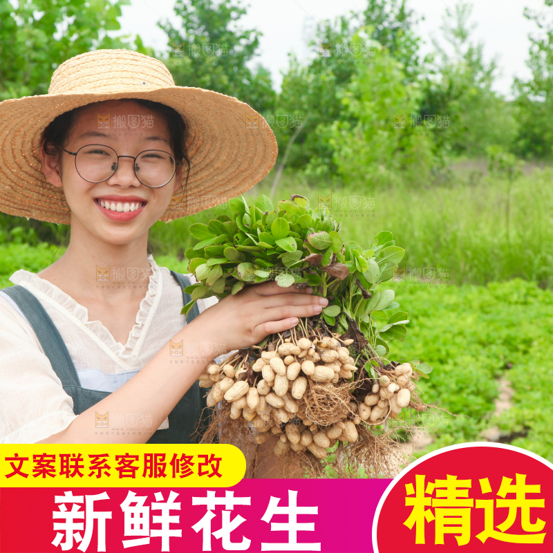 手里拿着现挖花生
