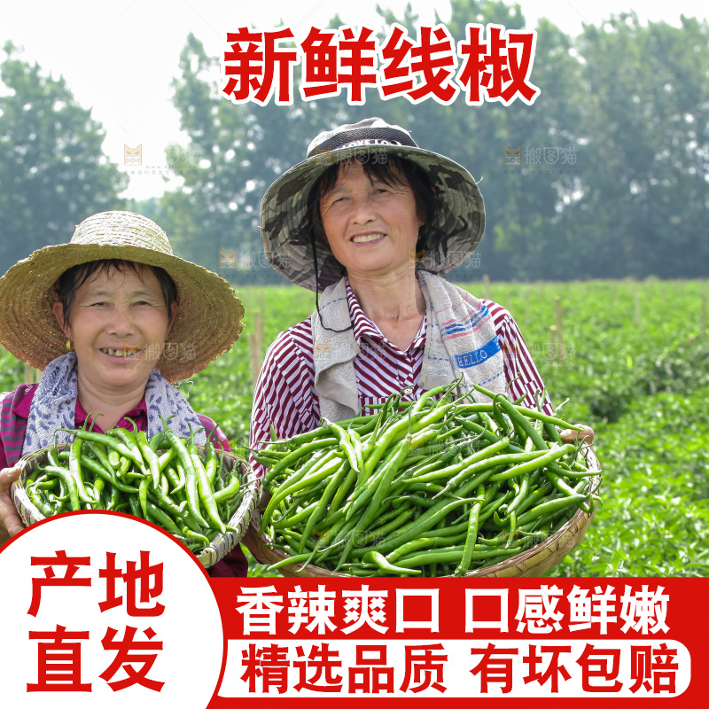 手里拿着现摘线椒