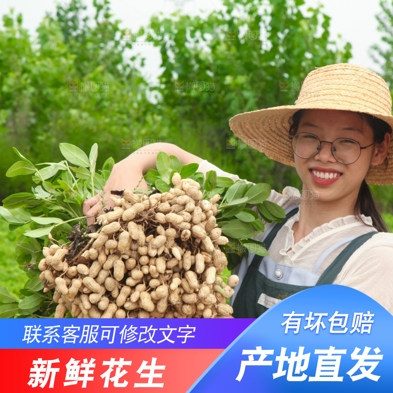 手里拿着现挖花生