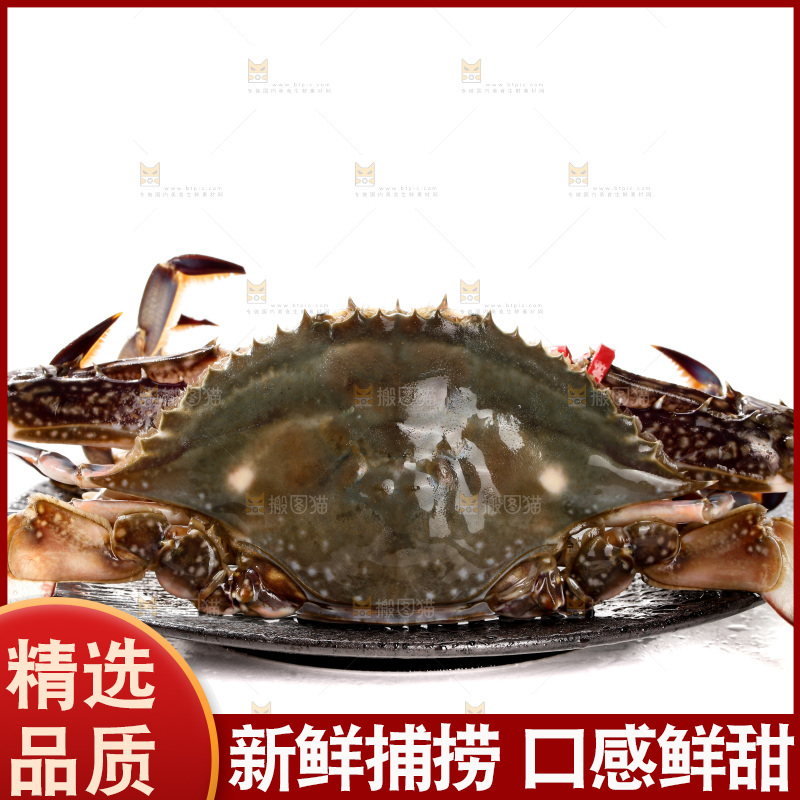 白底上的梭子蟹
