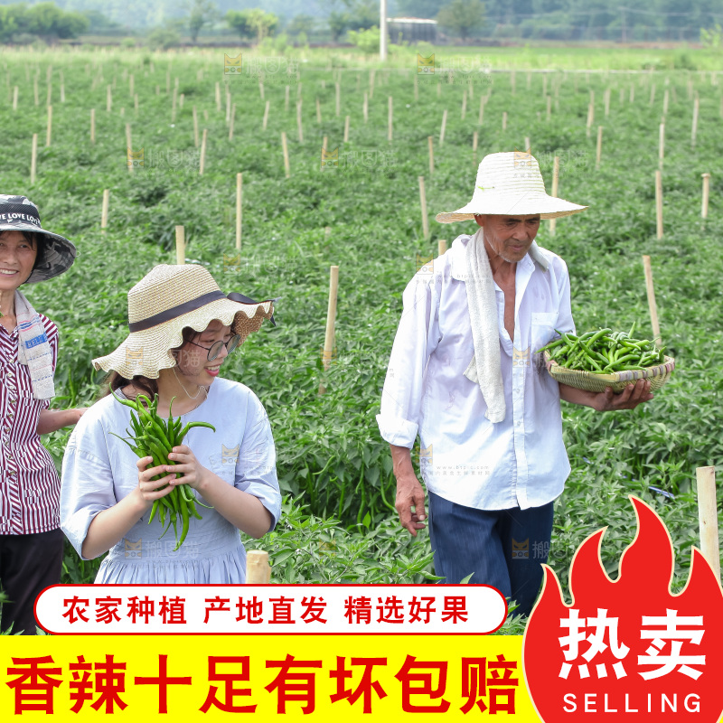 手里拿着现摘线椒