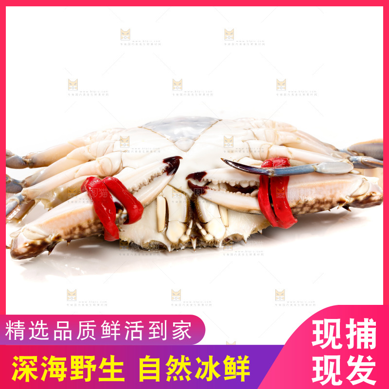 白底上的梭子蟹