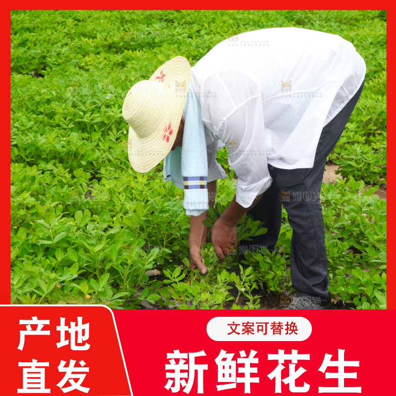 手里拿着现挖花生