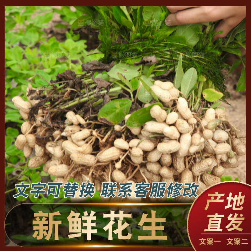 花生地里的新鲜花生