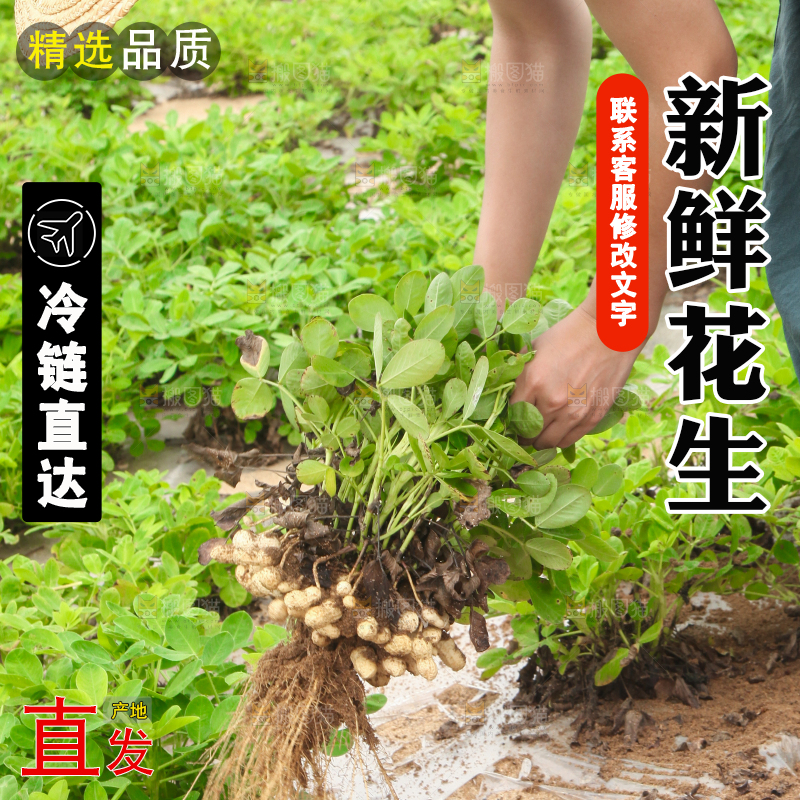 手里拿着现挖花生