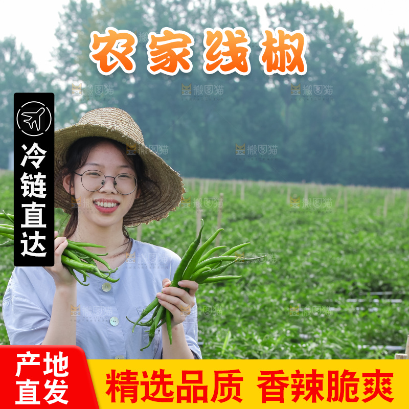 手里拿着现摘线椒