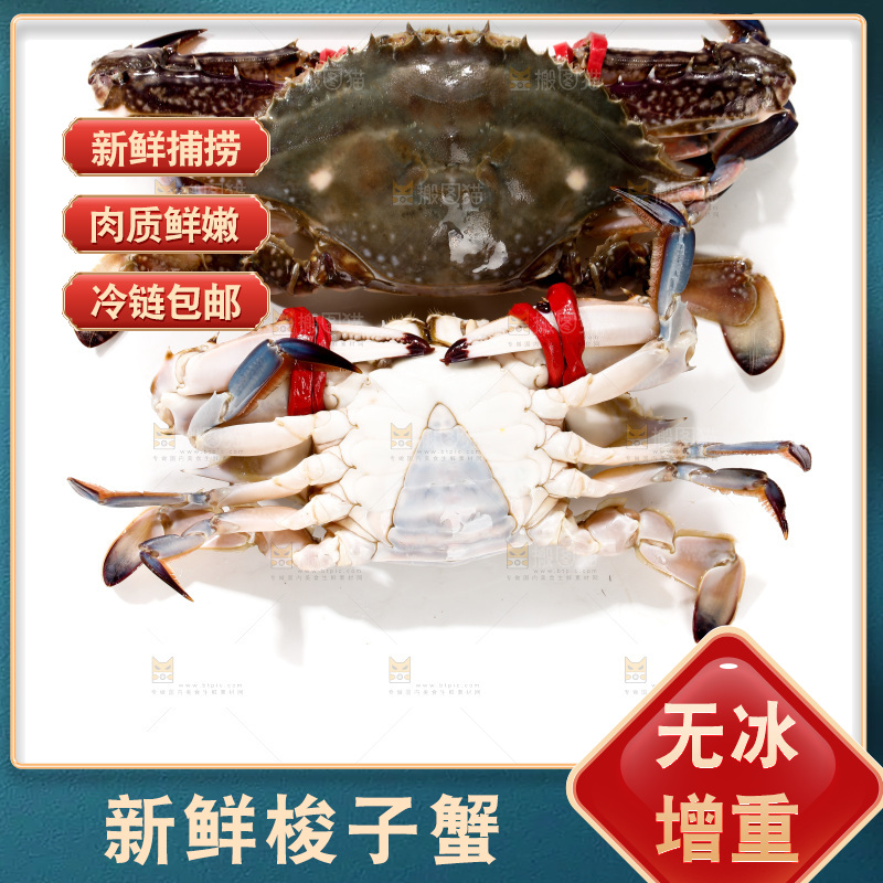 白底上的梭子蟹