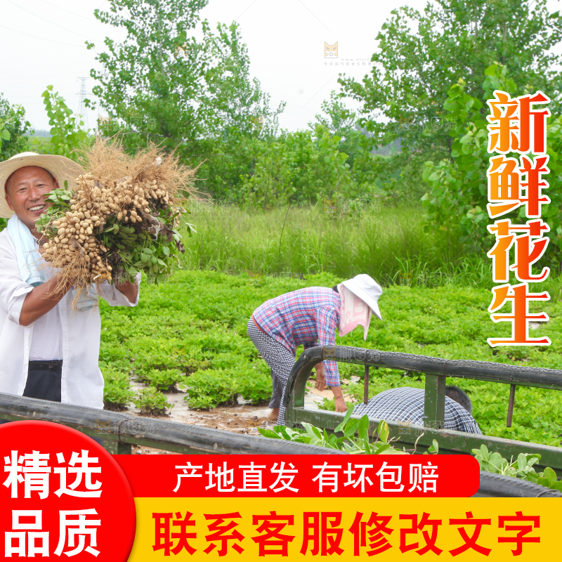 手里拿着现挖花生
