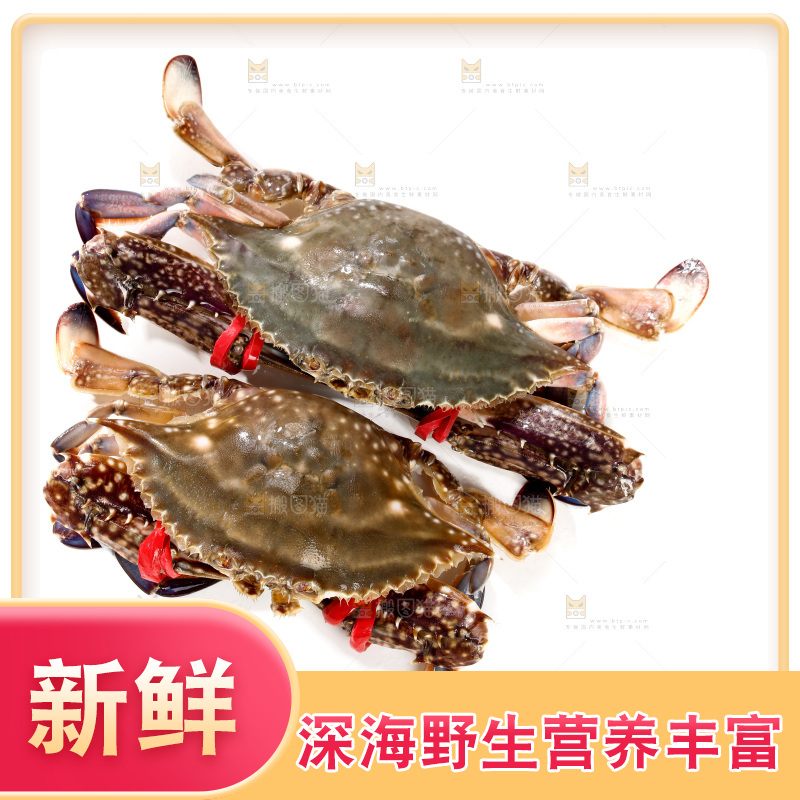 白底上的梭子蟹