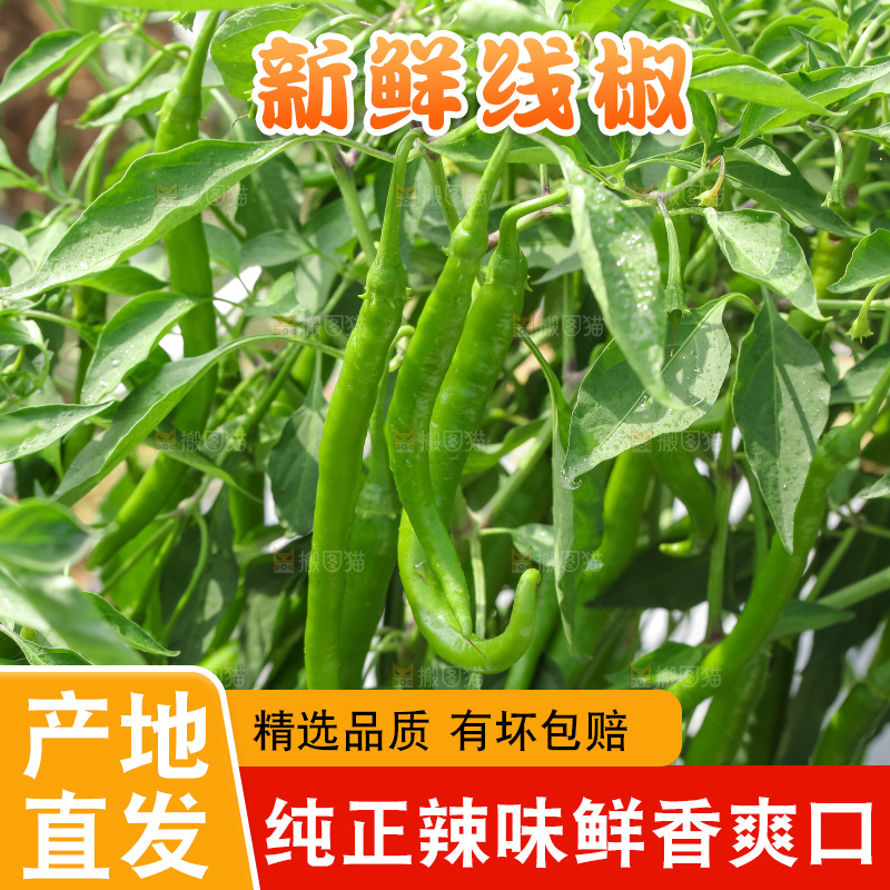 地里现摘的线椒