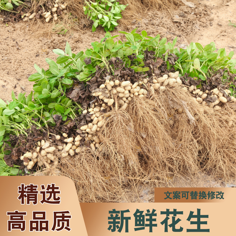 花生地里的新鲜花生