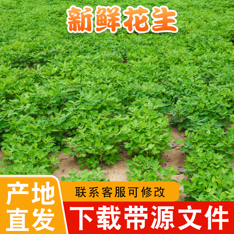 花生地里的新鲜花生
