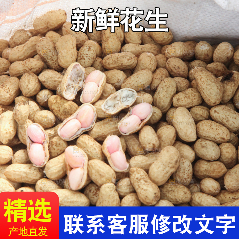 花生地里的新鲜花生