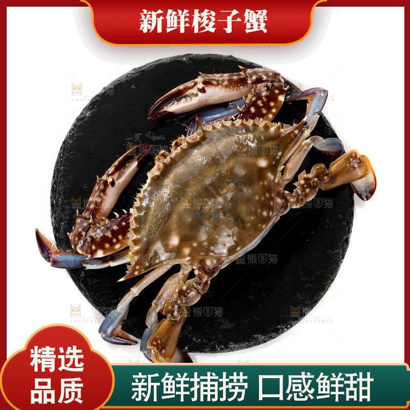 白底上的梭子蟹