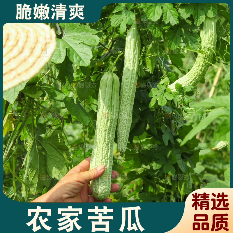 手里拿着新鲜苦瓜