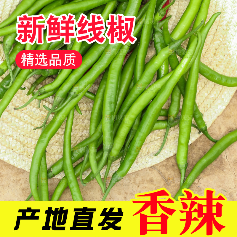 地里现摘的线椒