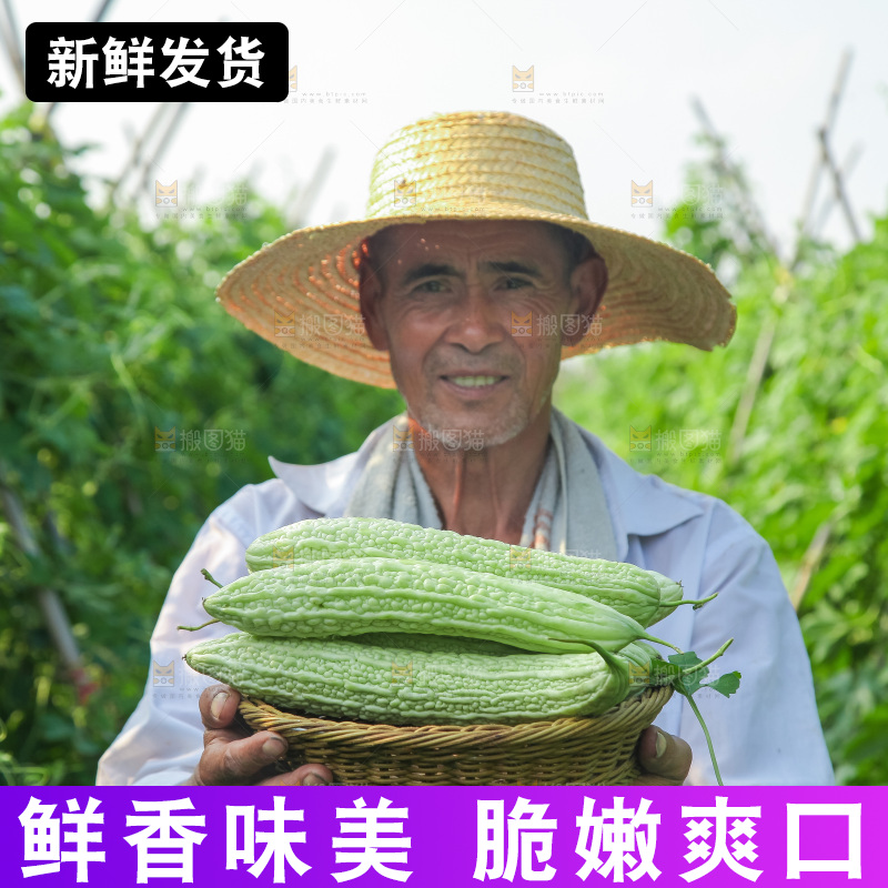 手里拿着新鲜苦瓜