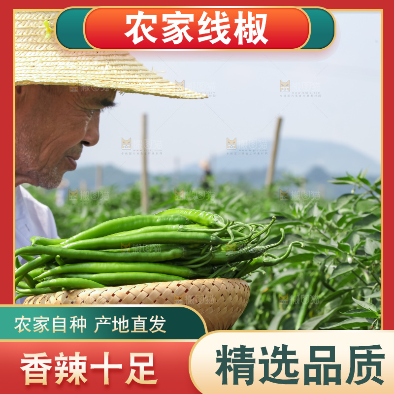 手里拿着现摘线椒