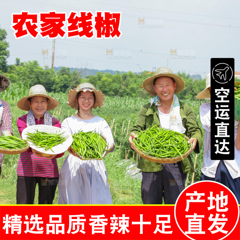 手里拿着现摘线椒