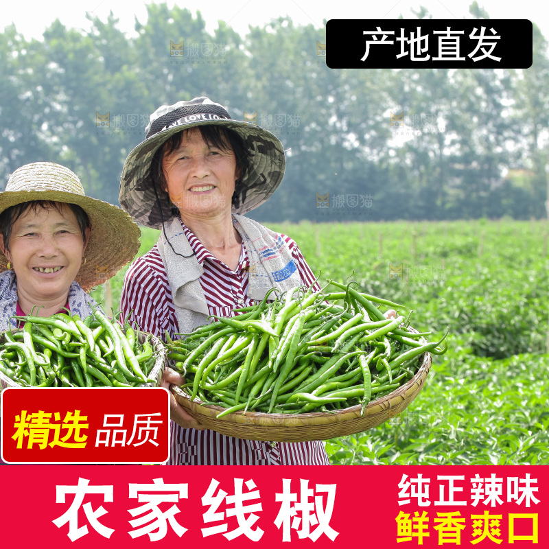 手里拿着现摘线椒
