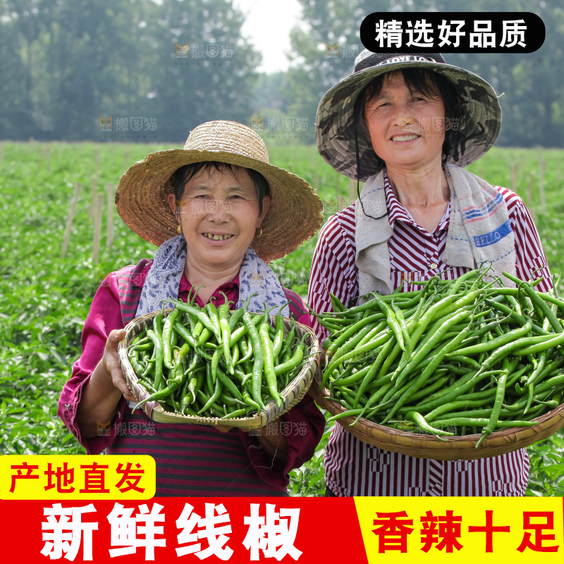 手里拿着现摘线椒