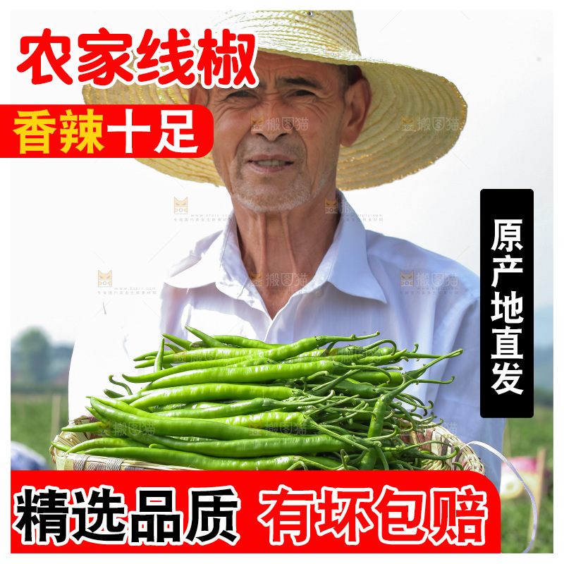 手里拿着现摘线椒