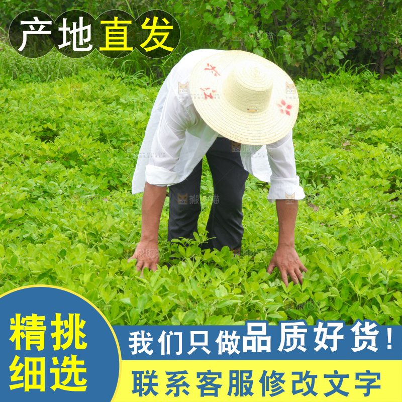 手里拿着现挖花生
