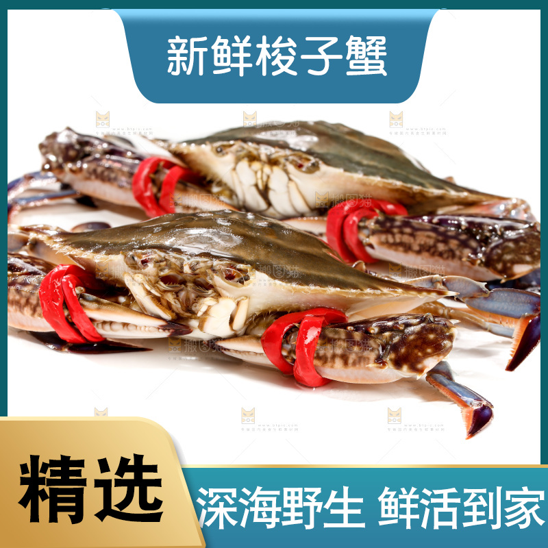 白底上的梭子蟹