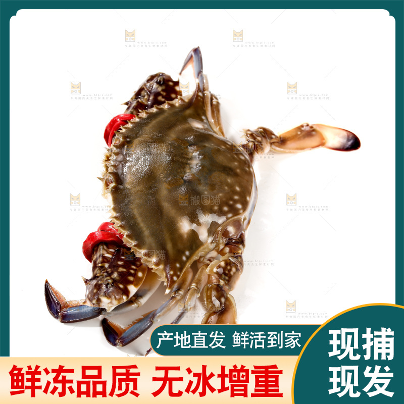 白底上的梭子蟹