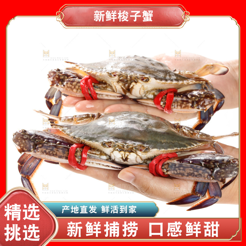 白底上的梭子蟹