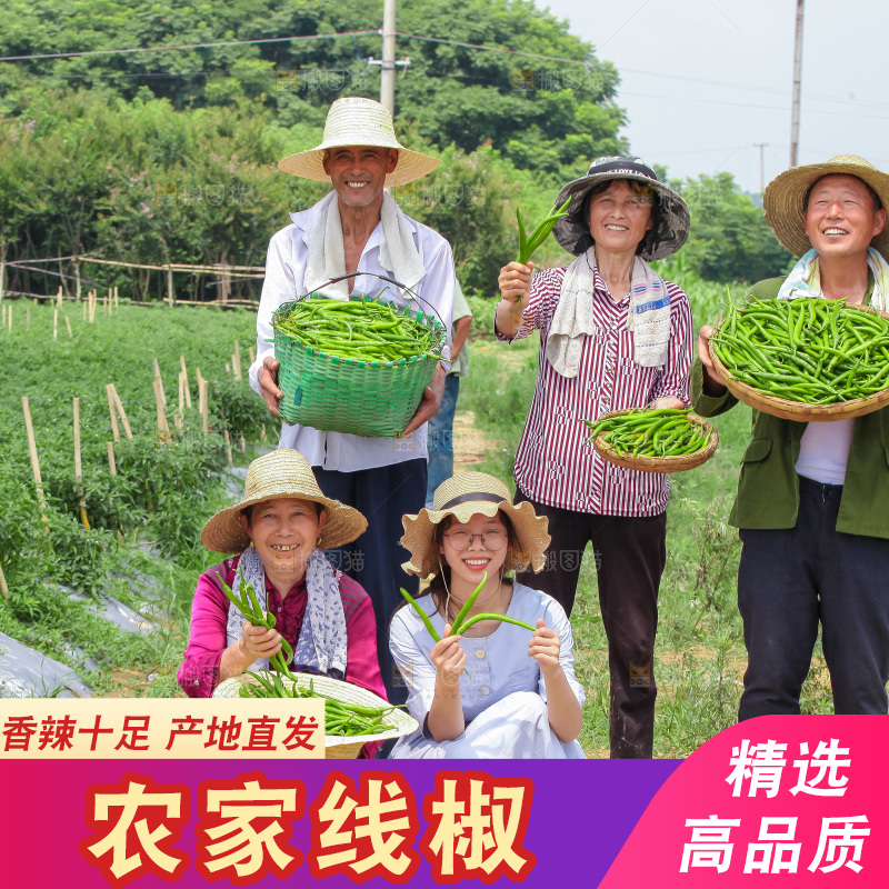 手里拿着现摘线椒