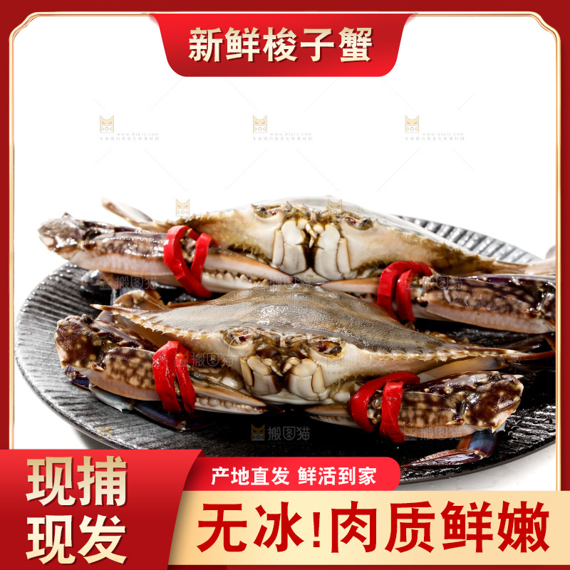 白底上的梭子蟹