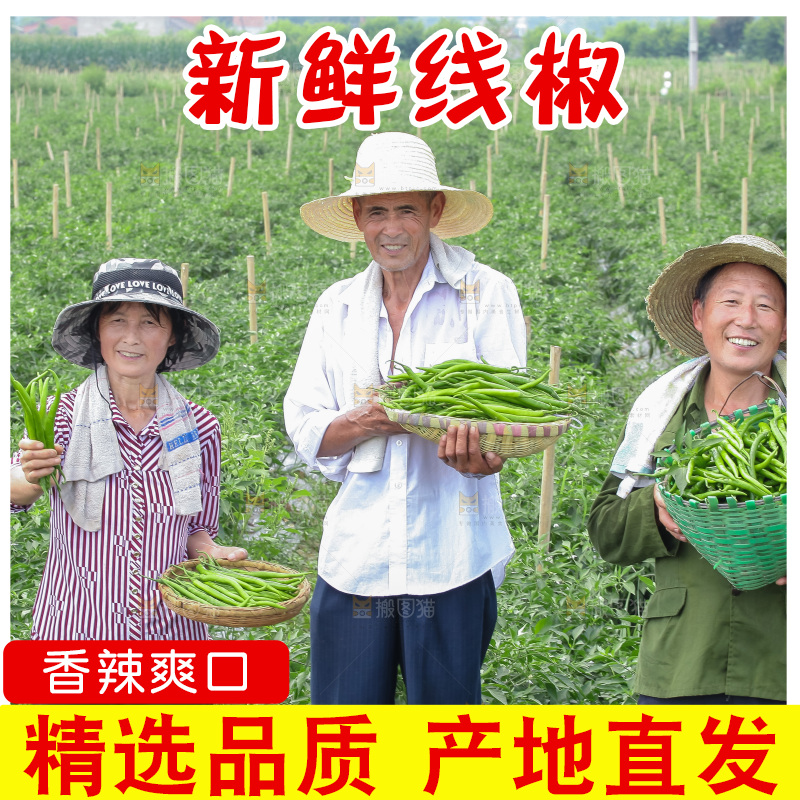手里拿着现摘线椒