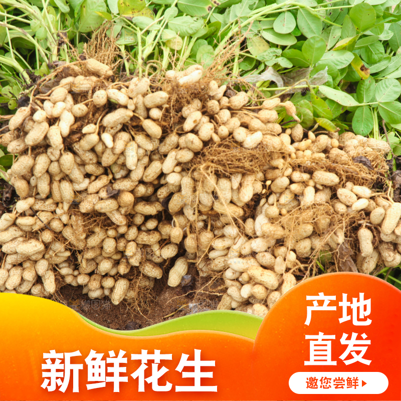 花生地里的新鲜花生