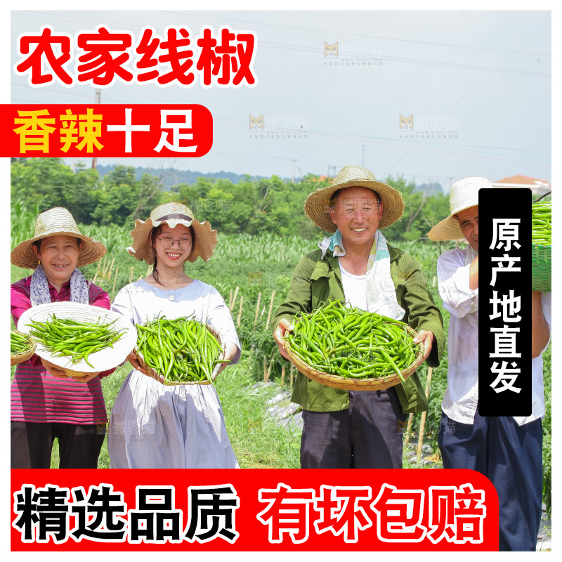 手里拿着现摘线椒