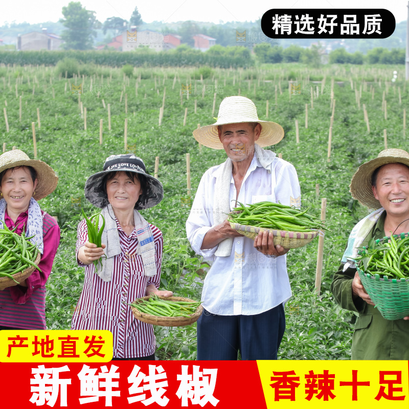 手里拿着现摘线椒